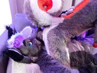 Fursuit Facesitting