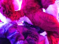 Fursuit Facesitting 2