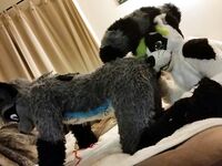 Fursuit Facesitting 2