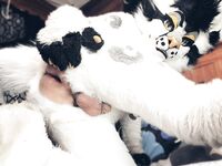 Mixed Murrs v2